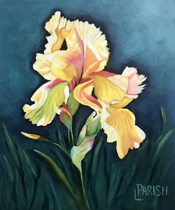“Yellow Iris” - (c)2024 Lauren Parish Art